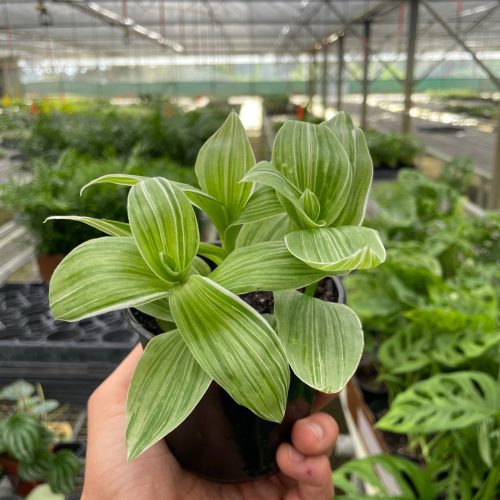 4 TRADESCANTIA SANNA TEMP