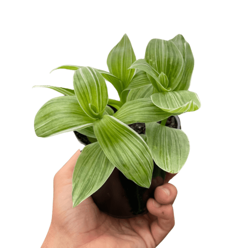 4 TRADESCANTIA SANNA TEMP.Square 83754793 1b3a 44ca 8bb6 fd1e66f2c582