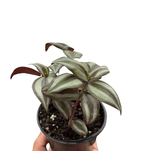 4 TRADESCANTIA WONDERING.JEW TEMP