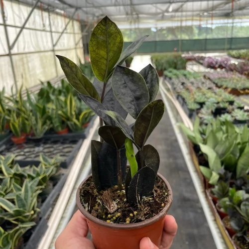 4 ZAMIOCULCAS BLACK TEMP 1536x2048 cdbcbc83 7bd1 417a 8bd6 822d7e5b643a