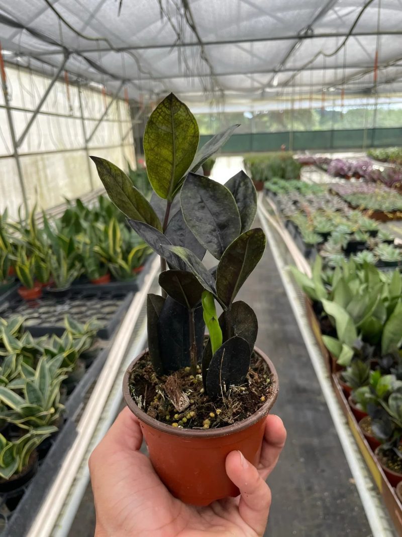 4 ZAMIOCULCAS BLACK TEMP 1536x2048 cdbcbc83 7bd1 417a 8bd6 822d7e5b643a