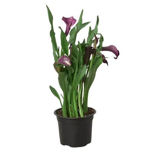 4 ZANTEDESCHIA CALLA.LILY DARK.PURPLE.Square 77116c78 1cd0 4eea ac29 22c580964b20