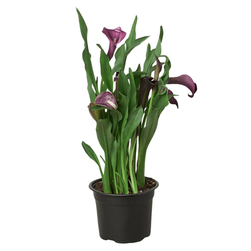 4 ZANTEDESCHIA CALLA.LILY DARK.PURPLE.Square 77116c78 1cd0 4eea ac29 22c580964b20