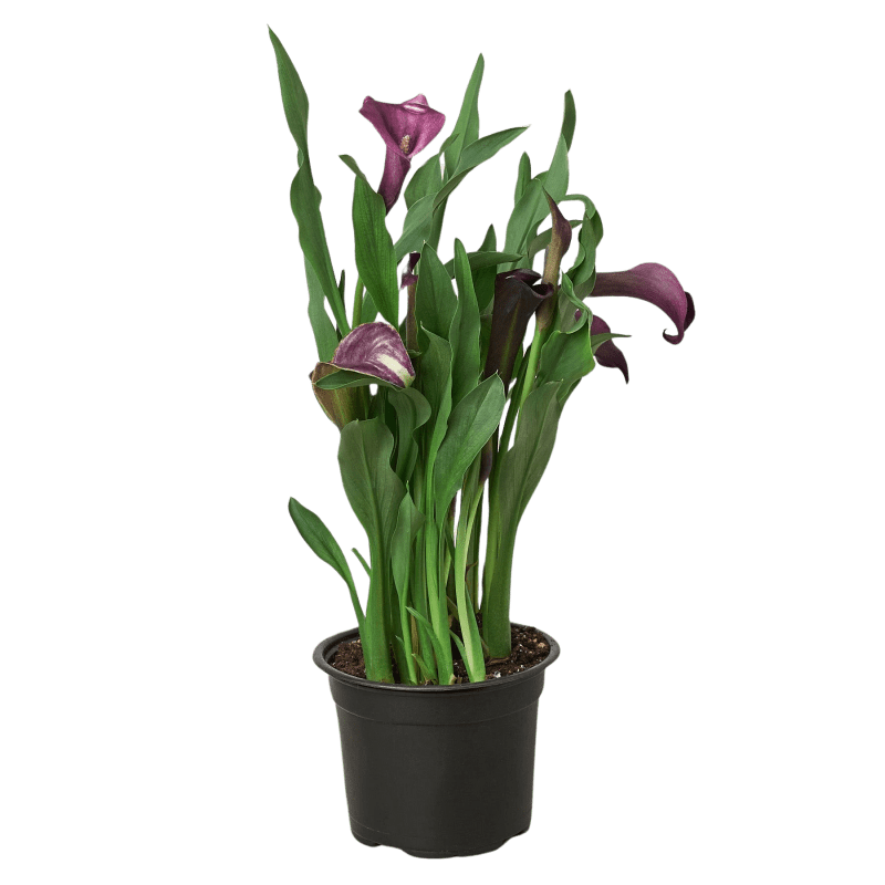 4 ZANTEDESCHIA CALLA.LILY DARK.PURPLE 4cf00e67 6ea3 426f b0ba 64fa84a2d8ab