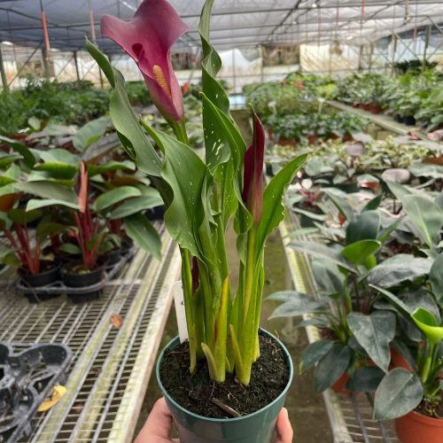 4 ZANTEDESCHIA CALLA.LILY PURPLE TEMP