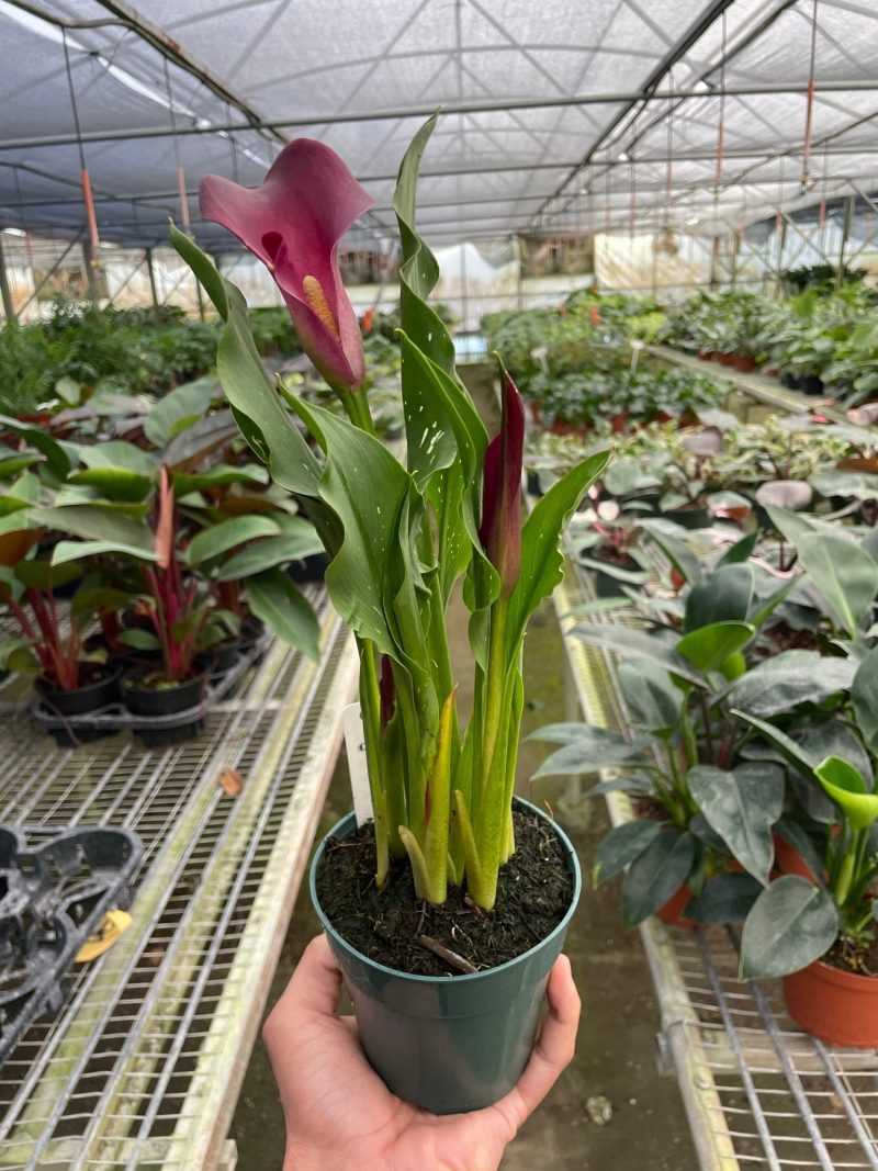 4 ZANTEDESCHIA CALLA.LILY PURPLE TEMP 253a2ff4 9497 4399 886b 9fff8ade3192