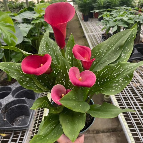 4 ZANTEDESCHIA CALLA.LILY RED TEMP 11.20.23 4906f9da ef12 4083 ad5b 27737224d97c