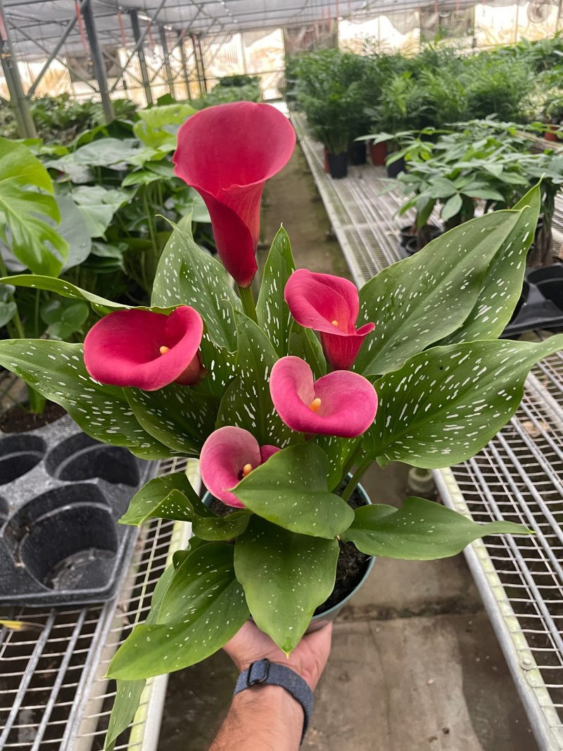 4 ZANTEDESCHIA CALLA.LILY RED TEMP 11.20.23 4906f9da ef12 4083 ad5b 27737224d97c