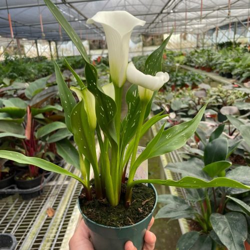 4 ZANTEDESCHIA CALLA.LILY WHITE TEMP d6f856f1 06dd 4c4c ae9b 2b2fc3d7d367