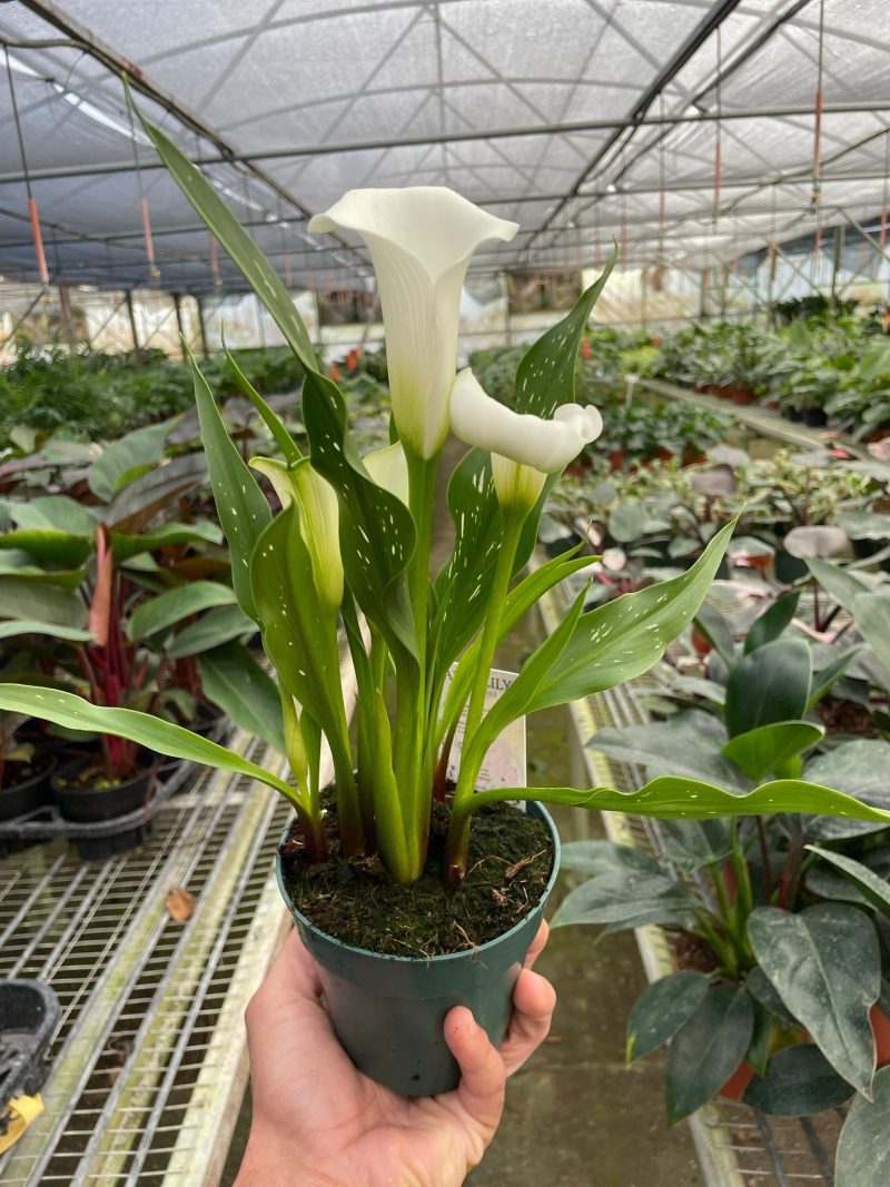 4 ZANTEDESCHIA CALLA.LILY WHITE TEMP d6f856f1 06dd 4c4c ae9b 2b2fc3d7d367