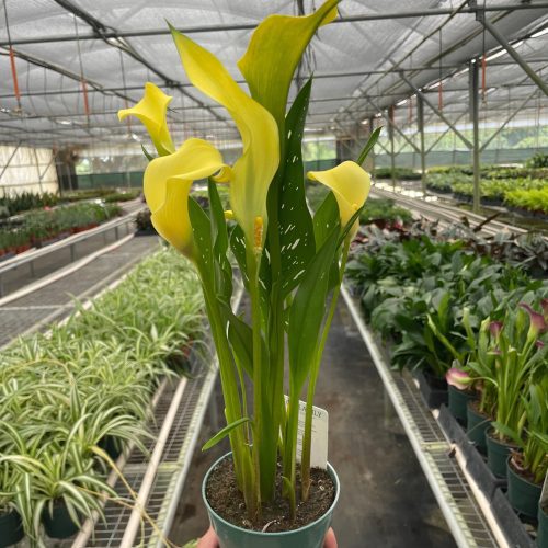 4 ZANTEDESCHIA CALLA.LILY YELLOW TEMP 3c89e525 cd5c 46c7 82e8 635bbf331a59