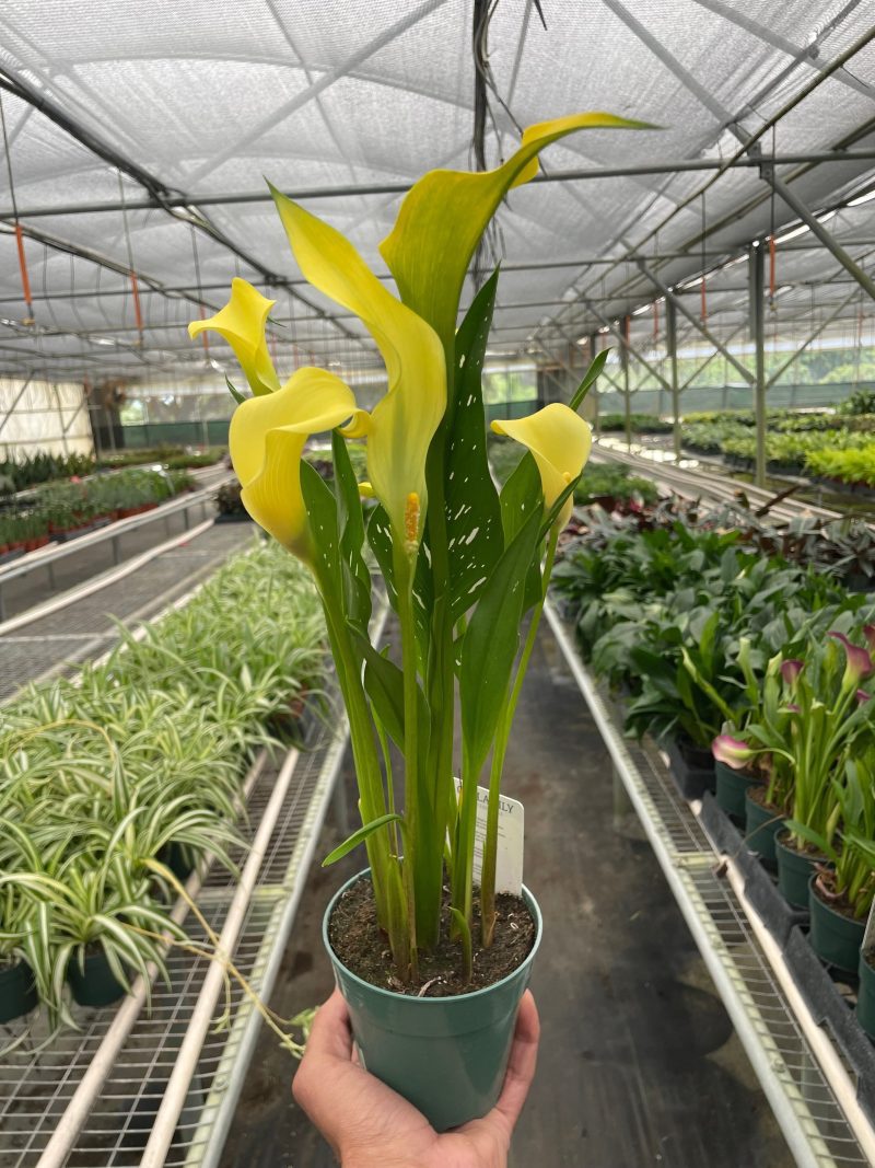 4 ZANTEDESCHIA CALLA.LILY YELLOW TEMP 3c89e525 cd5c 46c7 82e8 635bbf331a59