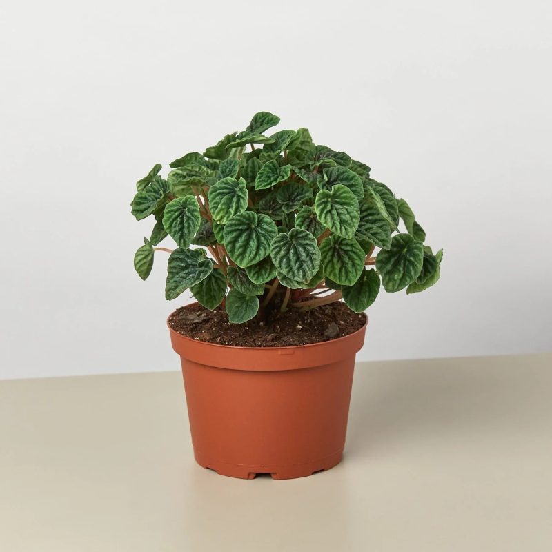 6 PEPEROMIA CAPERATARIPPLE 1 1800x1800 168a68e9 babd 4887 b8ad c42c6818b13d