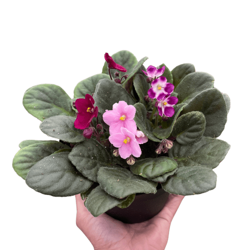 6 AFRICAN.VIOLET PURPLE TEMP 2.23.24