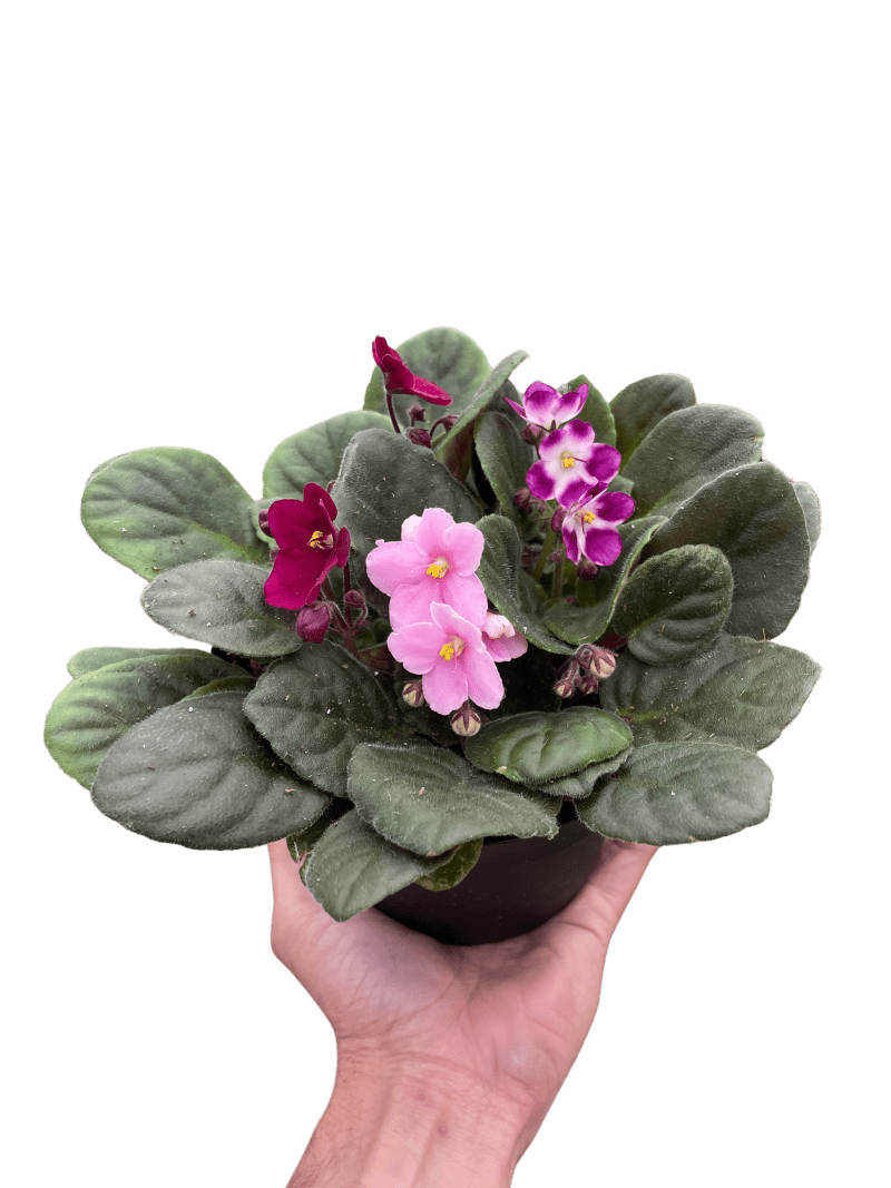 6 AFRICAN.VIOLET PURPLE TEMP 2.23.24