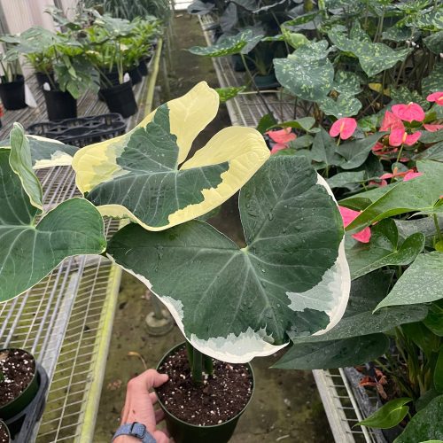 6 ALOCASIA MICKEY.MOUSE TEMP 11.14.23 2008e5c0 bd40 4840 bce9 52c05d9bd19a