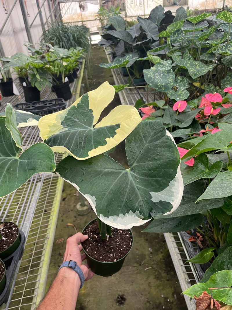 6 ALOCASIA MICKEY.MOUSE TEMP 11.14.23 2008e5c0 bd40 4840 bce9 52c05d9bd19a