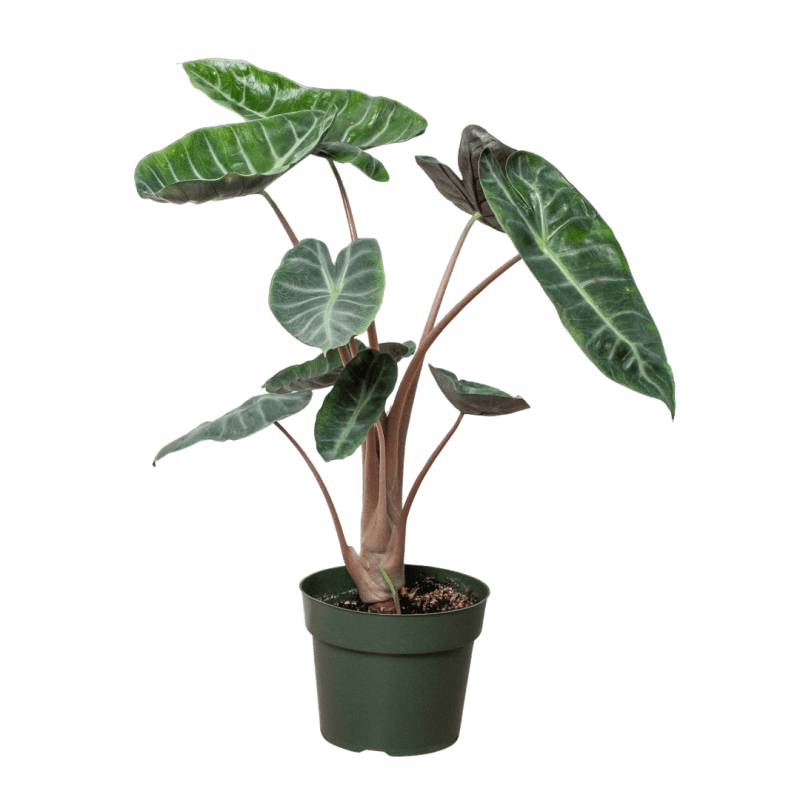 6 ALOCASIA PINK.DRAGON.Square