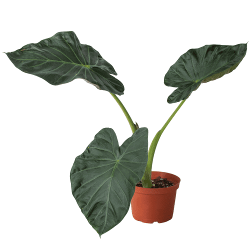 6 ALOCASIA REGAL.SHIELD 1 91cce382 9847 486e a152 160e96d6a112