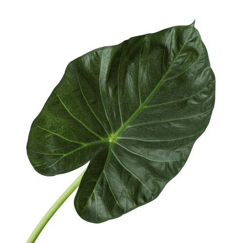 6 ALOCASIA REGAL.SHIELD 2