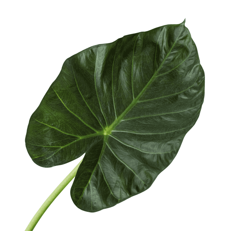 6 ALOCASIA REGAL.SHIELD 2 5eb82b11 74fb 4e39 9648 ae5995ed5899