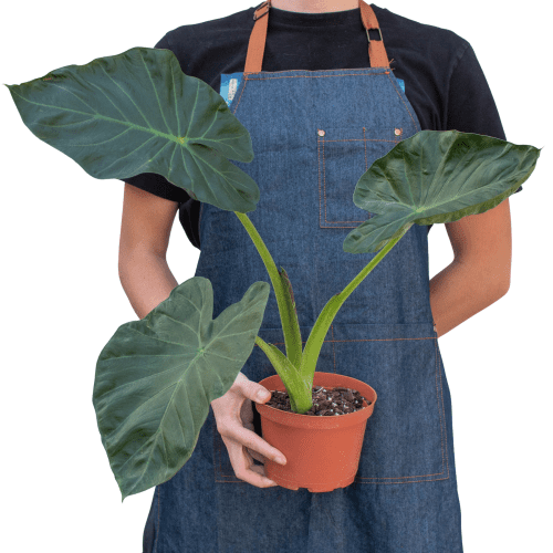 6 ALOCASIA REGAL.SHIELD 3