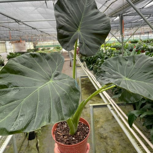 6 ALOCASIA REGAL.SHIELD TEMP