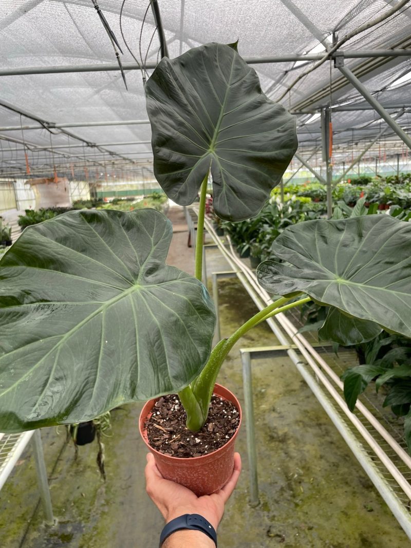 6 ALOCASIA REGAL.SHIELD TEMP