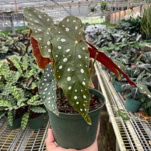 6 BEGONIA MACULATA TEMP