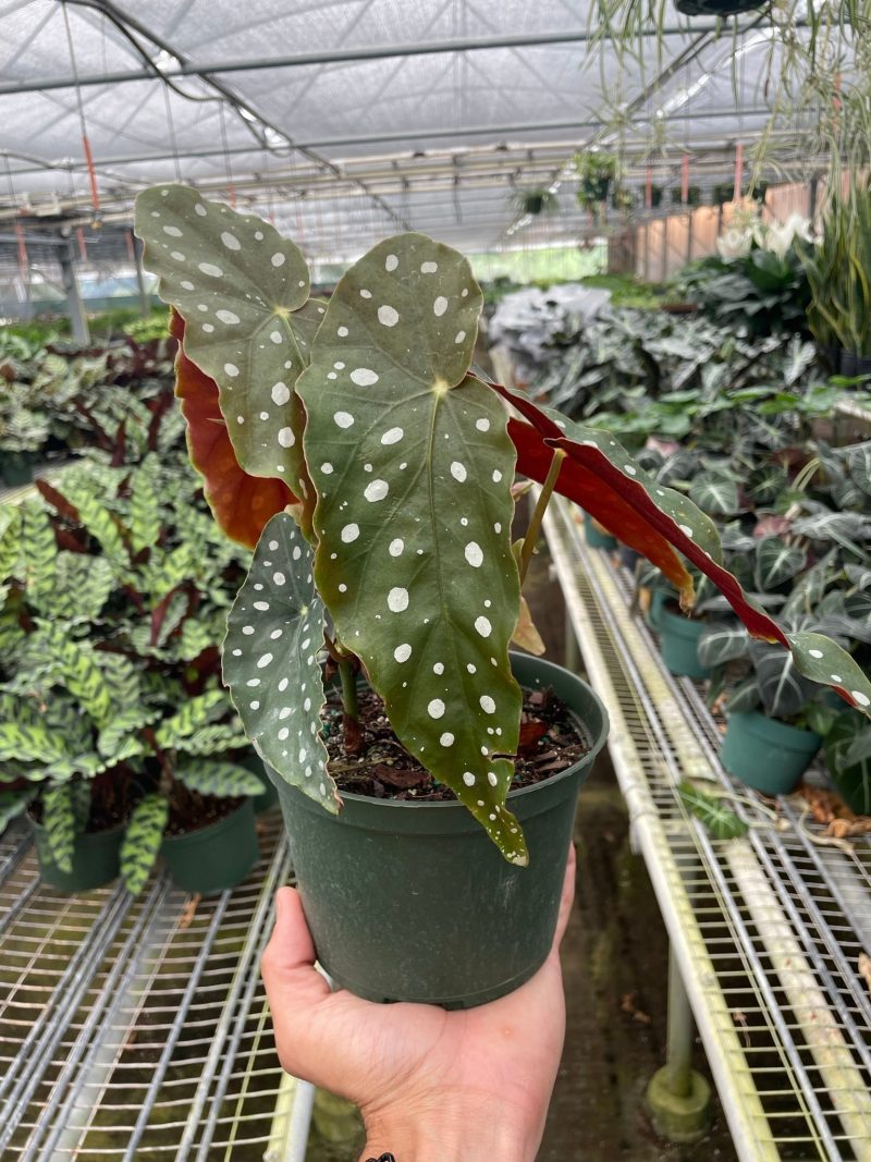 6 BEGONIA MACULATA TEMP