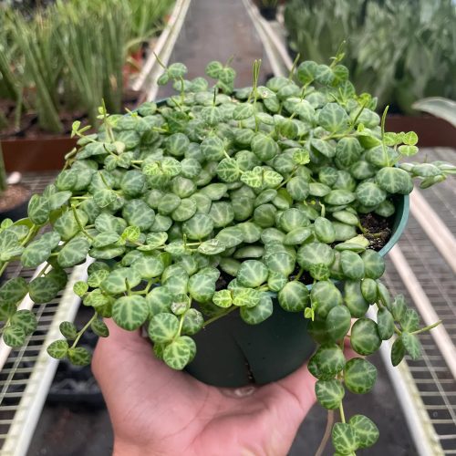 6 PEPEROMIA STRING.OF .TURTLES TEMP 10.23.23 1800x2400 bf7be38b 3553 4d5a b117 badd638ecd26