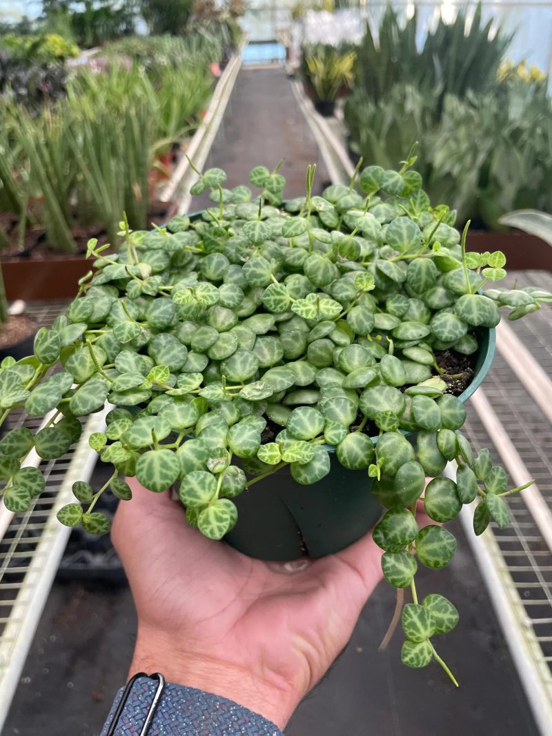 6 PEPEROMIA STRING.OF .TURTLES TEMP 10.23.23 1800x2400 bf7be38b 3553 4d5a b117 badd638ecd26