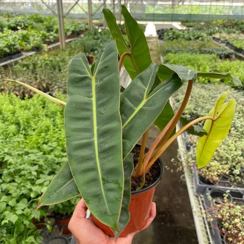 6 PHILODENDRON BILLIETIAE 1800x2400 383c340d 89e5 4255 aa3e f7433bf1235e