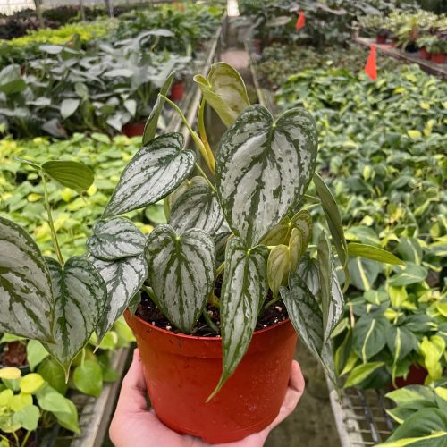 6 PHILODENDRON BRANDI TEMP c4cf35dc 9a6f 4d21 a1c4 4f3f1d275e8a