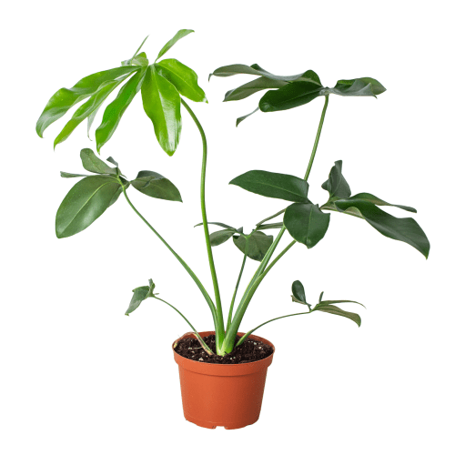 6 PHILODENDRON GOELDII 1