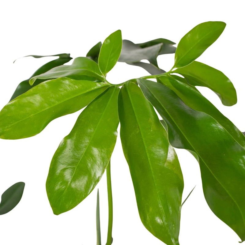 6 PHILODENDRON GOELDII 2 1800x1800 1ba0e1b5 b874 4be0 9367 36e919e2ff6c