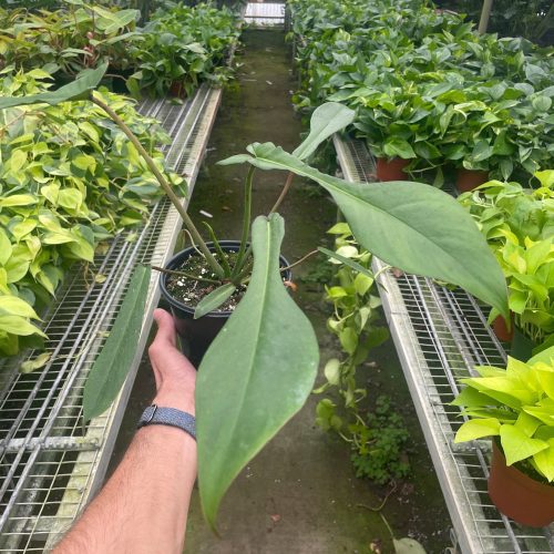 6 PHILODENDRON JOEPII TEMP 5.9.24 b89845ea 2f38 4c53 9ce0 33e76f8a959c