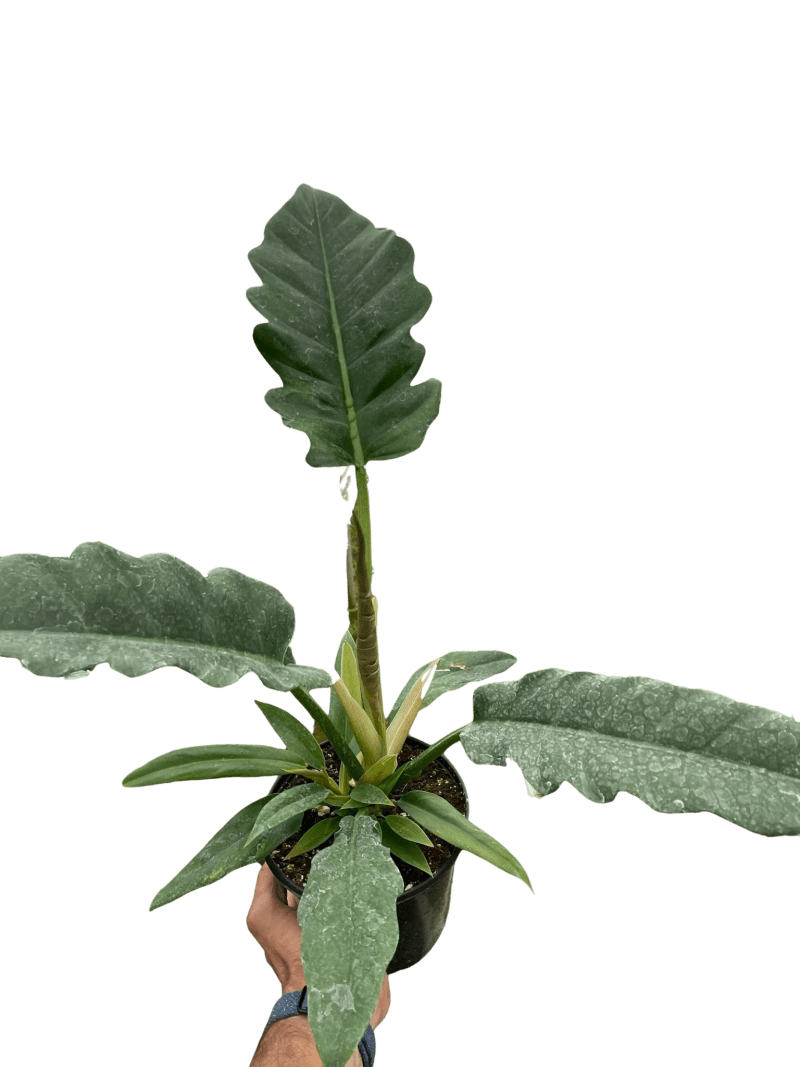 6 PHILODENDRON JUNGLE.BOOGIE TEMP d6aa6560 f980 4c70 8c16 cfd30e77d559