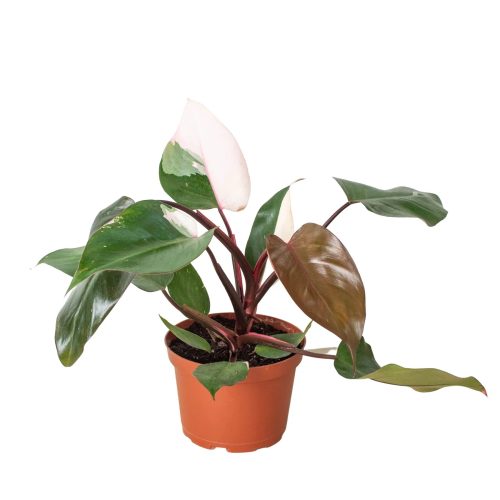 6 PHILODENDRON PINK.PRINCESS 1 1800x1800 4f55a663 6cf6 4406 a17c b955218c71ae