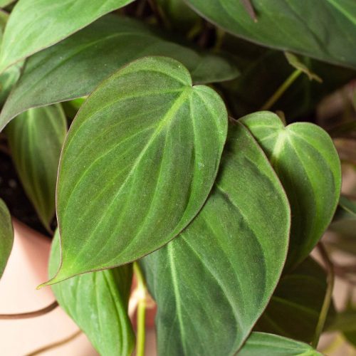 6 PHILODENDRON VELVET 2 1800x1800 74b5f494 8bc5 4dfd 9803 96af858dcadb