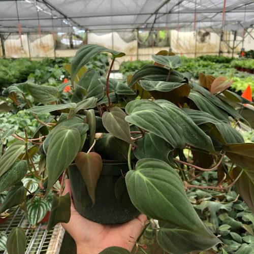 6 PHILODENDRON VELVET TEMP 1800x2400 62282019 8664 4eb6 8543 88b6c1e732c6