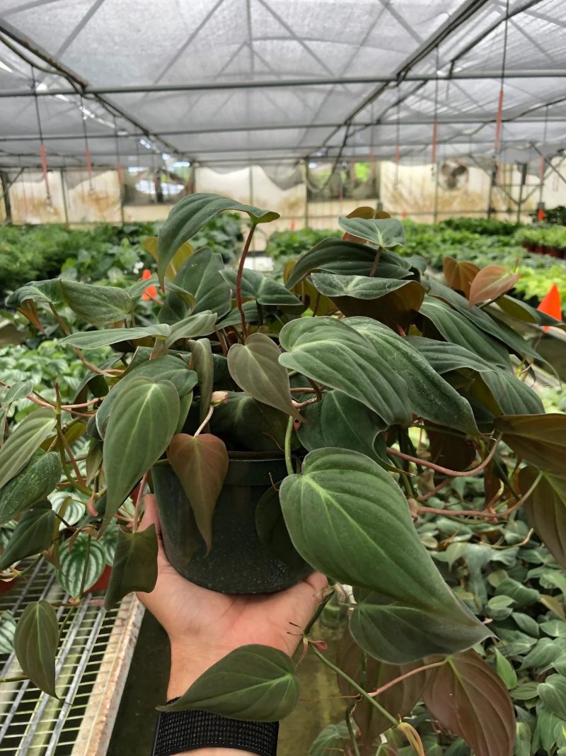 6 PHILODENDRON VELVET TEMP 1800x2400 62282019 8664 4eb6 8543 88b6c1e732c6