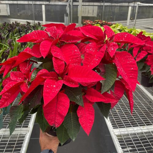 6 POINSETTIA RED TEMP 11.14.23 1800x2400 c3280a45 6b60 4a59 9642 8e8228d5212b