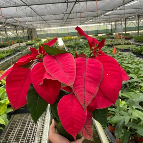 6 POINSETTIA RED TEMP 1536x2048 46c36ba2 51c2 44b8 a283 3a42a0e902bb