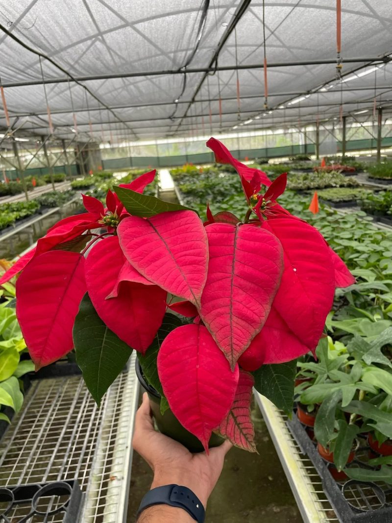 6 POINSETTIA RED TEMP 1536x2048 46c36ba2 51c2 44b8 a283 3a42a0e902bb