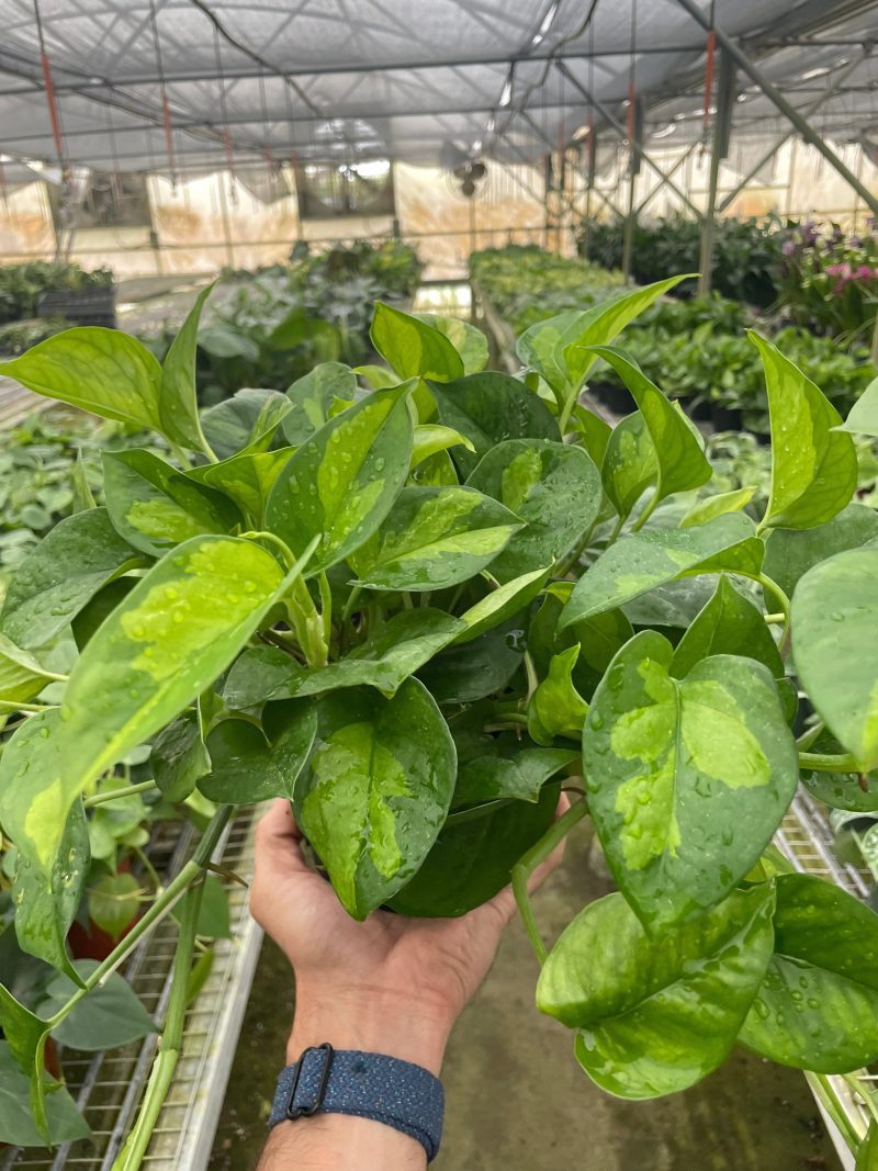 6 POTHOS GLOBAL.GREEN TEMP 44a2a72b 404f 43f9 9ade d5b4418bfa9e