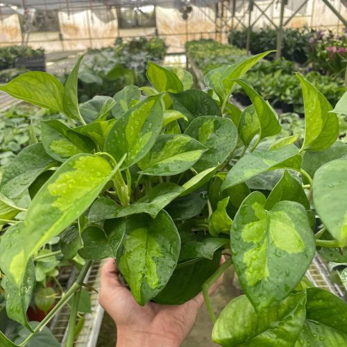 6 POTHOS GLOBAL.GREEN TEMP b6f0014a 6e6d 405d 8814 ba60a231796a