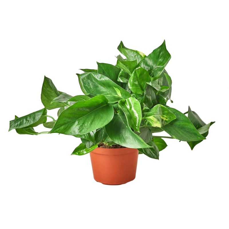 6 POTHOS GOLDEN 1 1800x1800 6361cf44 2baa 4a0f 9097 881f88c8f0b6