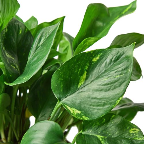 6 POTHOS GOLDEN 2 1800x1800 60a06674 8e22 4d73 85d3 448f66293ee0