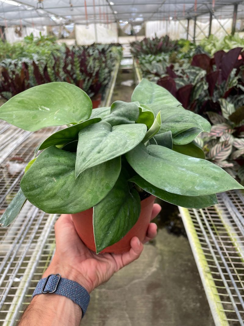 6 POTHOS JADE.SATIN TEMP 9.13.23